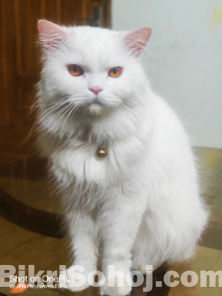 ADULT PURE PERSIAN MALE CAT FOR SELL